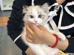 -青奢宠物·青奢猫舍