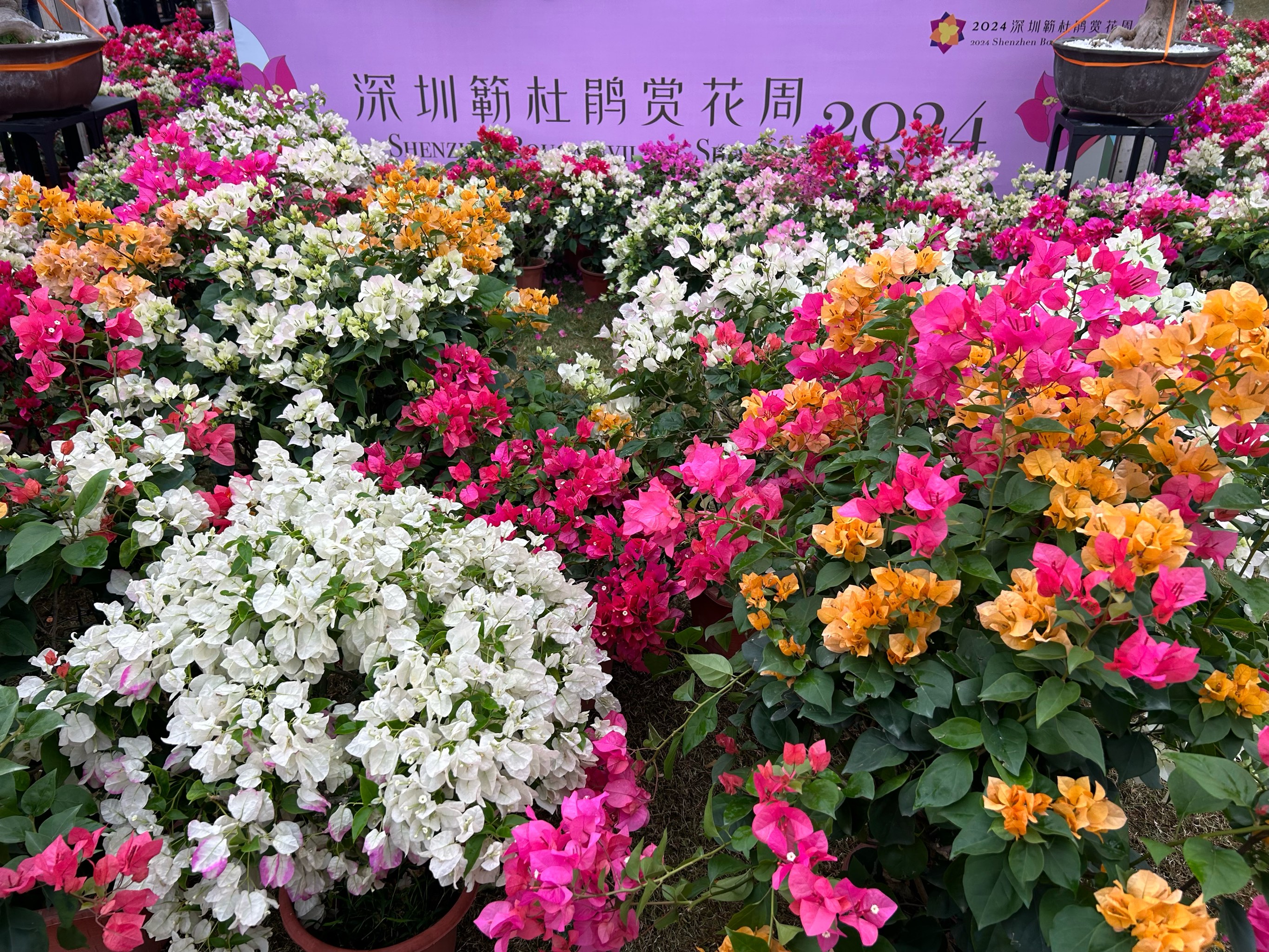 杜鹃花展图片