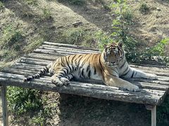 -大连森林动物园