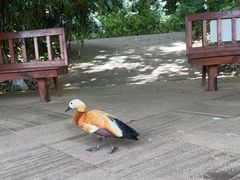 -西双版纳总佛寺