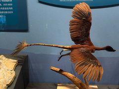 -国家自然博物馆