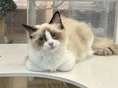 -翊宠yipet猫狗购宠庄园犬舍•猫舍