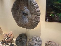 -广东中医药博物馆