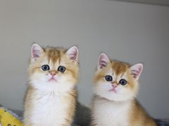 -lincat·猫舍(广州店)