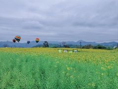 -桑洲油菜花景区