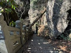 -天目山大树王景区