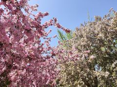 -海棠花溪(元大都城垣遗址公园)