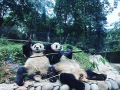 -中国大熊猫保护研究中心雅安碧峰峡基地
