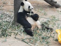 -西霞口神雕山野生动物世界