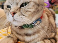 -平行世界·猫咖(首经贸店)