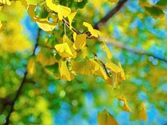 -三里屯东五街银杏大道