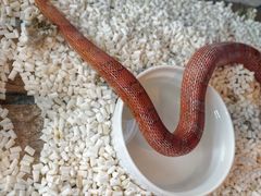 -春晖园度假酒店温泉