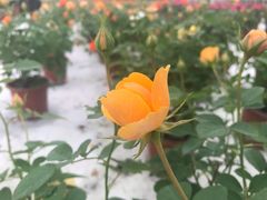 -桤木河湿地公园