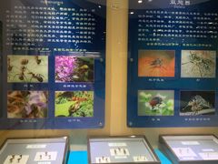 -上海昆虫博物馆