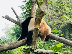 -成都大熊猫繁育研究基地