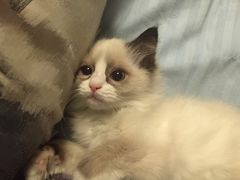 -Bastet sally猫舍购宠(静安店)