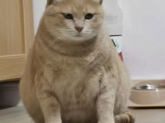-艾贝尔宠物医院·狂犬免疫点(江山金象城店)