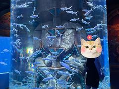 -哈尔滨波塞冬海底世界