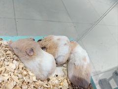 -怪兽屋·羊驼·猫咖·狗咖(俊华广场店)