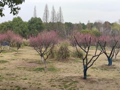 -南湖湿地公园