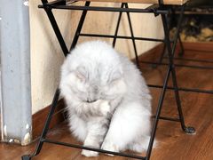 -猫友咖啡店(玉林西路店)