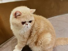 -飞行喵MR PILOT|猫舍·猫咖(静安大融城店)