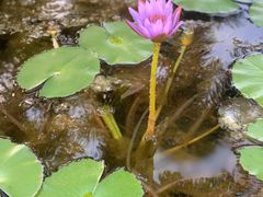 -三亚海棠湾万丽度假酒店