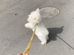 -翊宠yipet猫狗购宠庄园犬舍•猫舍