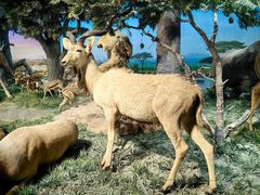 -国家自然博物馆