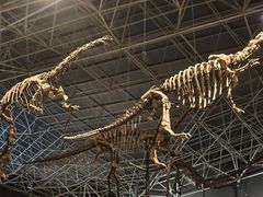 -世界恐龙谷景区