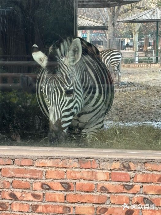 郑州市动物园图片