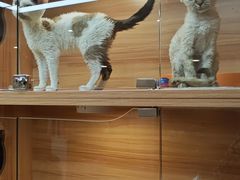 -猫十亿·布偶金渐层·曼基康矮脚猫舍(青年路店)