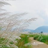 风吹芦苇荡，思念我阿娘