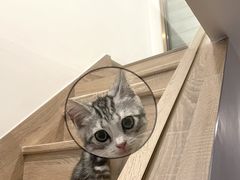 -lincat·猫舍(广州店)