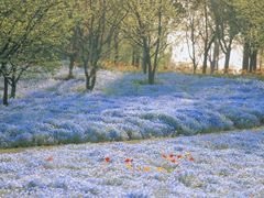 -上海滨江森林公园