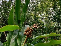 -广西壮族自治区药用植物园
