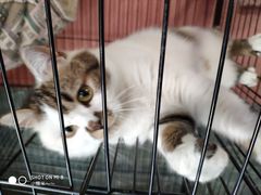 -梵猫·轻客栈(大理古城北门店)