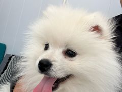 -虹泰宠物医院 ·旗舰店·24h(南秀路店)