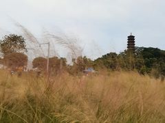 -红花山公园