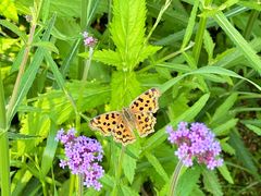 -洋湖国家湿地公园
