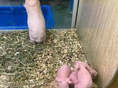 -藦茜花园宠物主题亲子互动体验馆(国顺东路店)