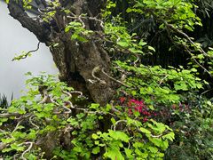 -成都杜甫草堂博物馆