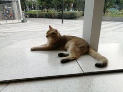 -飞行喵MR PILOT|猫舍·猫咖(静安大融城店)