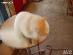 -Babycat私家御饼屋(龙头路一店)