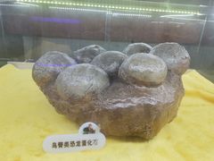 -诸城市恐龙博物馆