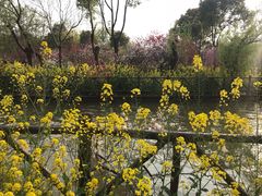 -南汇桃花村