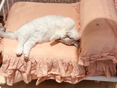 -momokira米努特·德文卷毛猫·棉花面纱犬