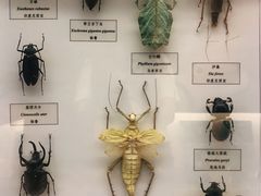 -汕头市博物馆