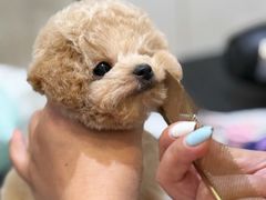 -萌宠之家·腊肠犬·马尔泰·小体犬舍