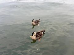 -西湖游船